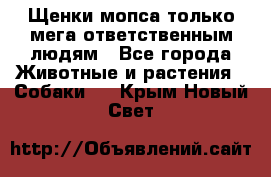 Щенки мопса только мега-ответственным людям - Все города Животные и растения » Собаки   . Крым,Новый Свет